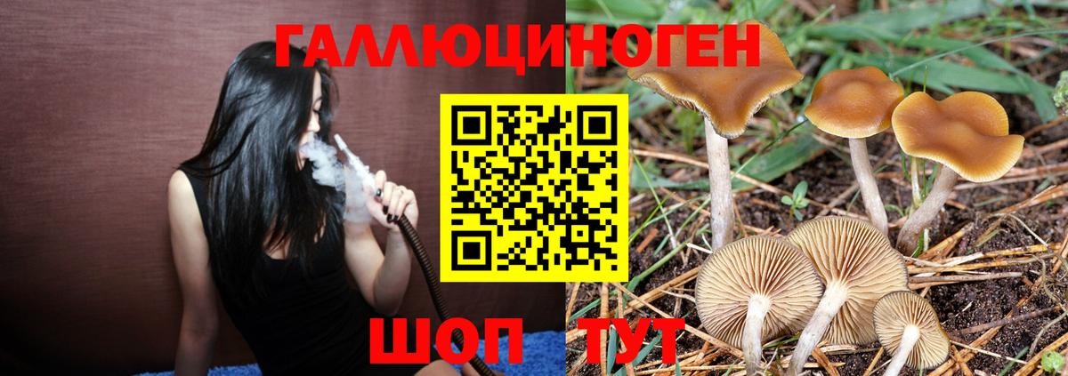 Псилоцибиновые грибы мицелий  Вход с VPN  Прохладный  Псилоцибиновые грибы Psilocybe 